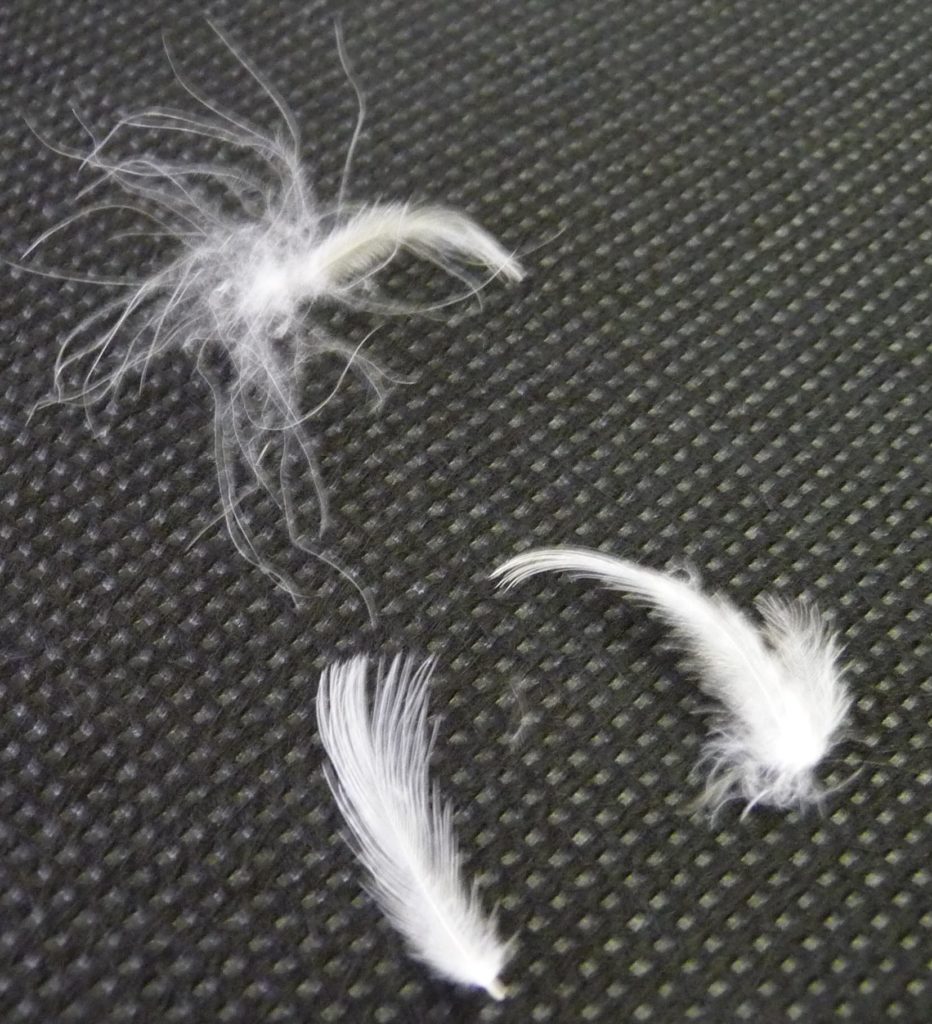 スモールフェザー